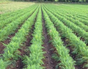 Farm Job Vacancy