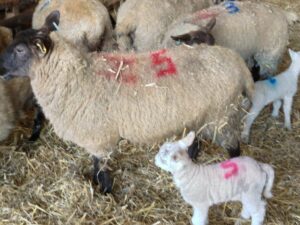 A sheep with newly born lambs