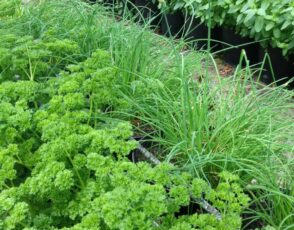Freshly Picked Seasonal Fruit & Veg