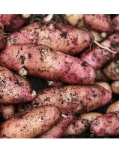 Homegrown Potatoes Anglesey