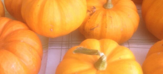 ‘Munchkin’ Pumpkins!
