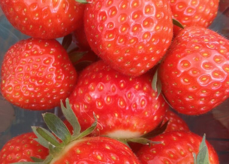 Pick Your Own Strawberries Anglesey North Wales pick your own fruit and ve ables